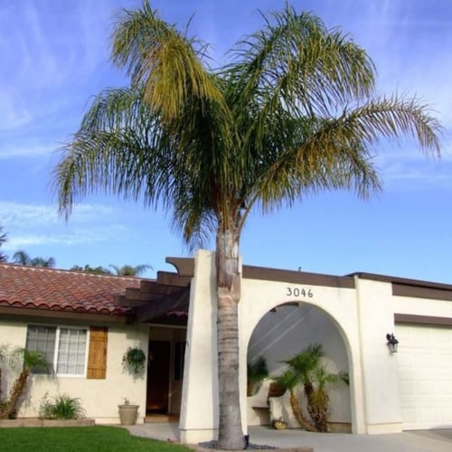 بذور نخيل كوكس ( Syagrus romanzoffiana )