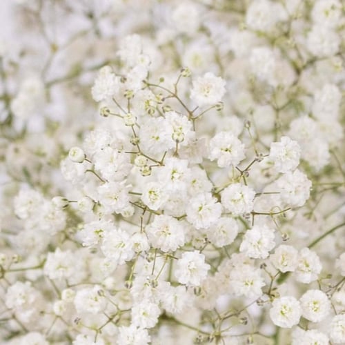 بذور زهرة جيبسوفيلا ايليجانس ( gypsophila Elegans...