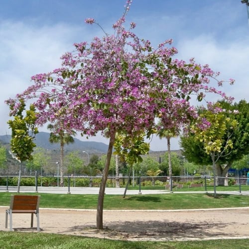 بذور شجرة البوهينيا - خف ‫الجمل ( Bauhinia variega...