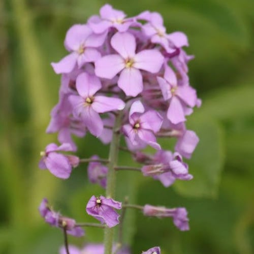 بذور زهور المنثور - العطر الليلي ( Matthiola longi...