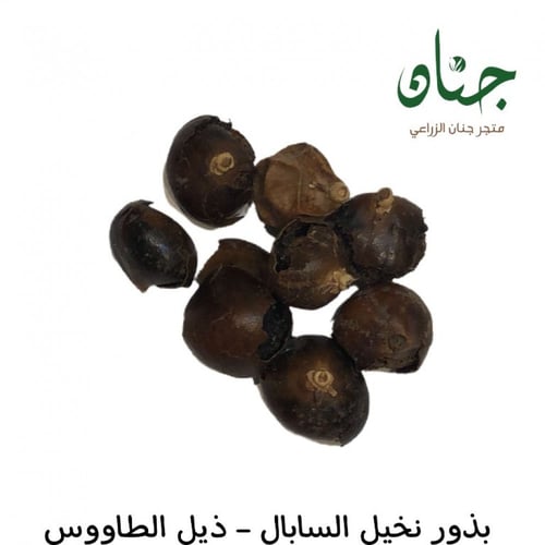 بذور نخيل ذيل الطاووس - سبال نخيلي‬ ‫( Sabal palme...