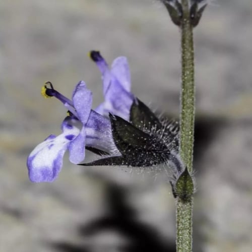 بذور الرعلا ( Salvia aegyptiaca )