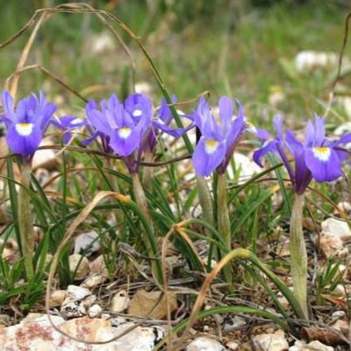 بذور السوسن البري ( moraea sisyrinchium )