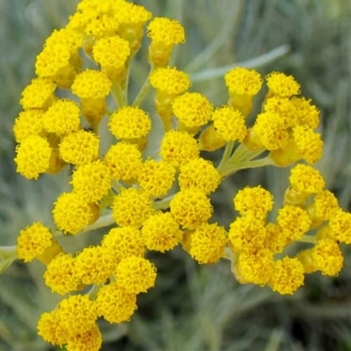 بذور زهرة الخلود - هليكريزم ( Helichrysum spp )