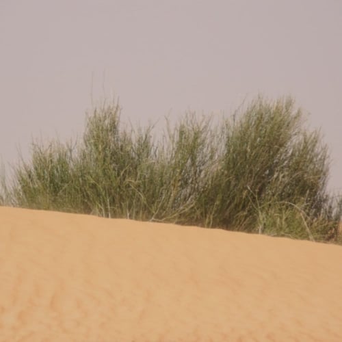 بذور شجيرة المرخ ( Leptadenia pyrotechnica )