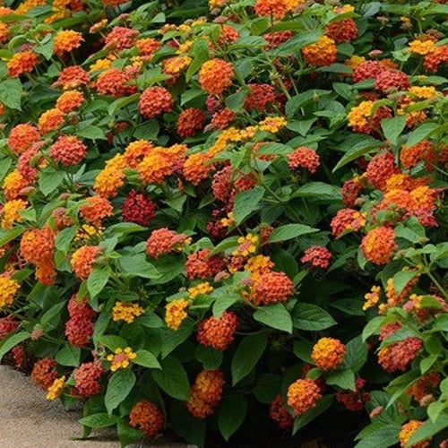 بذور زهور لانتانا كمارا ( Lantana camara )