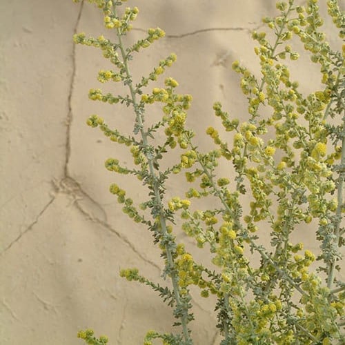 بذور البعيثران - شيح العطارين ( Artemisia Judaica...