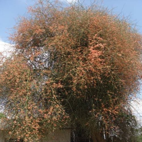 بذور شجرة التنضب النادرة - الكرز البري ( Capparis...