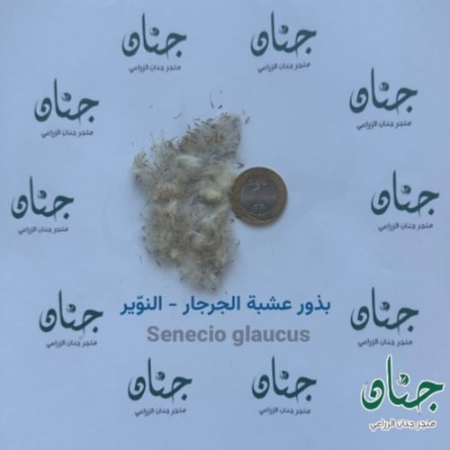 بذور عشبة الجرجار - النوير ( Senecio glaucus )