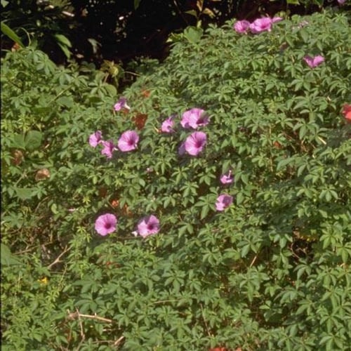 بذور متسلقة ست الحسن الارجوانية ( Ipomoea cairica...