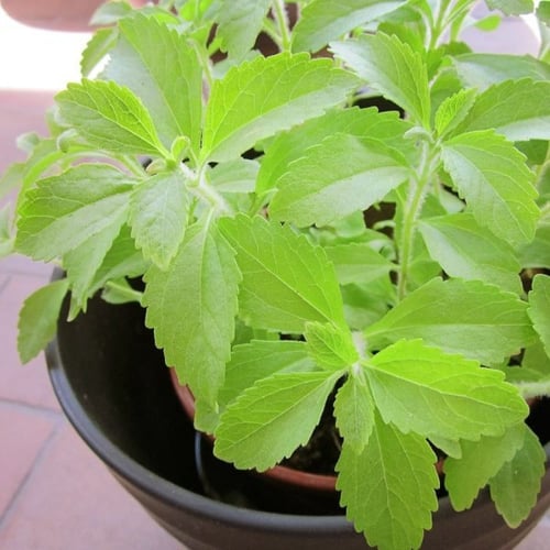بذور ورق السكر - ستيفيا ( Stevia rebaudiana )