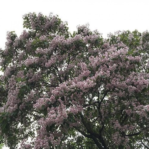 بذور شجرة الكاتالبا الوردية ( Catalpa Bungei )