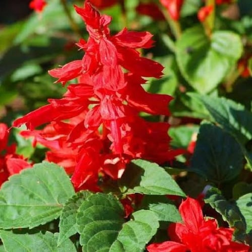 بذور زهرة سلفيا الحمراء ( Salvia splendens )