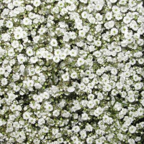 بذور زهرة جيبسوفيلا ايليجانس ( gypsophila Elegans...