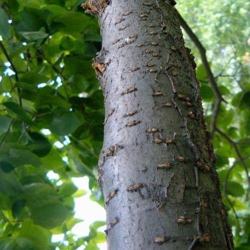 بذور شجيرة الليلك اليابانية ( syringa amurensis )