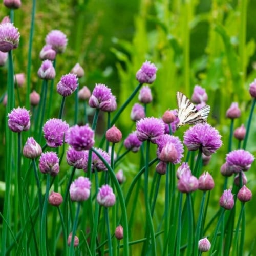 بذور نبات الثوم المعمر ( Allium schoenoprasum )