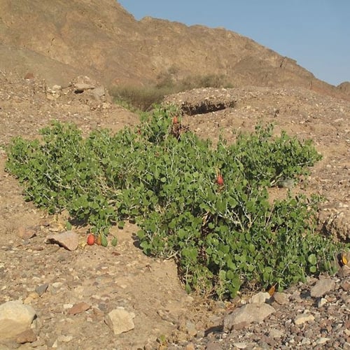 بذور اللصف - الشفلح الجبلي ( Capparis cartilaginea...