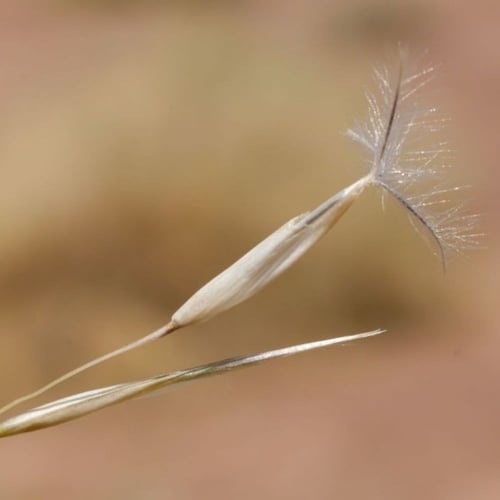 بذور عشبة النصي ( Stipagrostis )