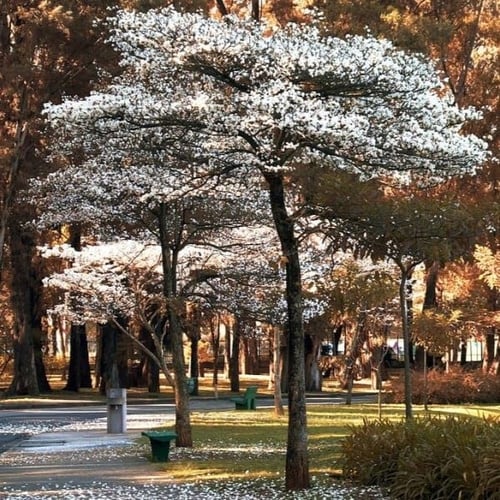 بذور شجرة التابوبيا البيضاء ( Tabebuia roseo-alba...