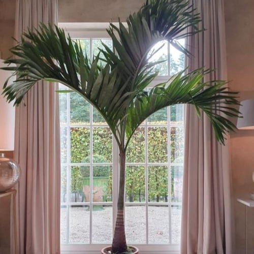 بذور نخيل مانيلا - فيتشيا ( Veitchia merrillii )