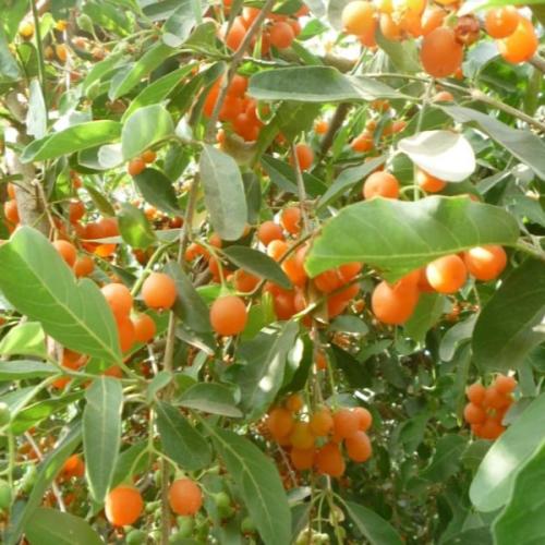 بذور البمبر البري - الاسحل ( Cordia sinensis )