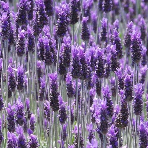 بذور الضرم - اللافندر البري ( lavandula dentata )
