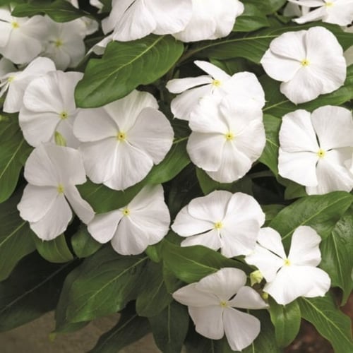 بذور البفتة البيضاء - الفينكا - الالونكا ( Cathara...