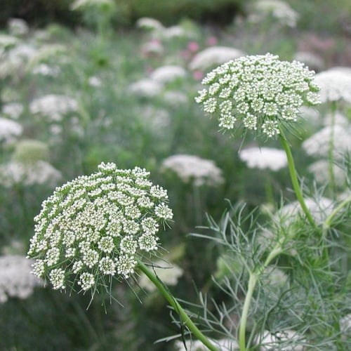 بذور عشبة الخلة البلدي ( Ammi visnaga )