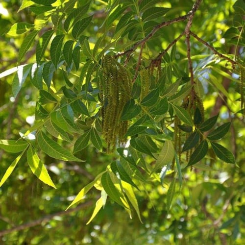 بذور شجرة جوز البيكان ( Carya illinoinensis )