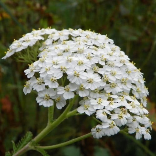 بذور الأخيلية العطرية البيضاء ( Achillea millefoli...