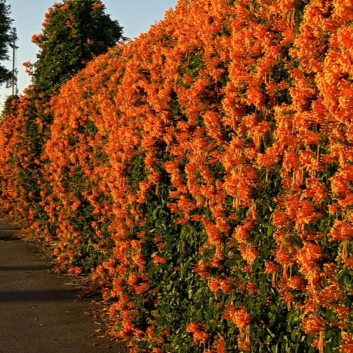 بذور متسلقة البوق ( Campsis radicans )