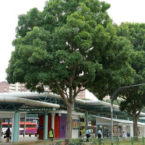 بذور شجرة الماهوجني الافريقي ( khaya senegalensis...