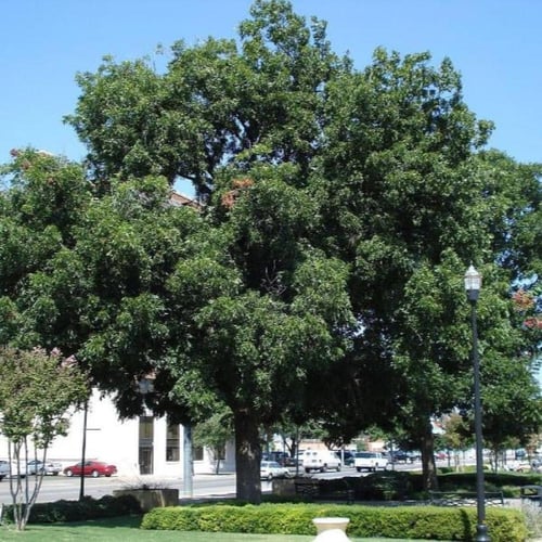 بذور شجرة جوز البيكان ( Carya illinoinensis )