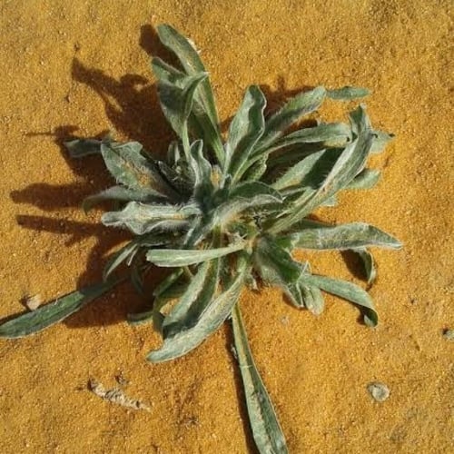 بذور عشبة الربلة ( Plantago ovata )