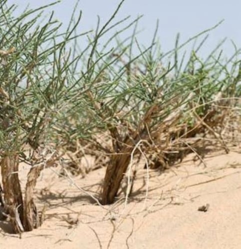 بذور شجيرة الرمث ( Haloxylon salicornicum )