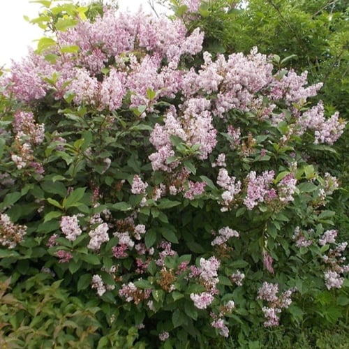 بذور شجيرة الليلك المجري ( Syringa josikaea )