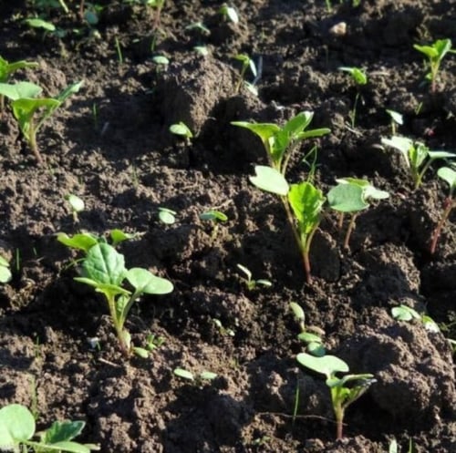 بذور نبات السلجم الزيتي ( brassica napus )