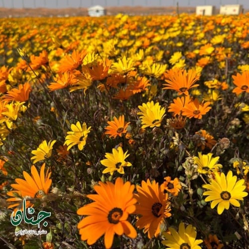 بذور زهور الاقحوان الافريقي برتقالي واصفر ( Dimorp...