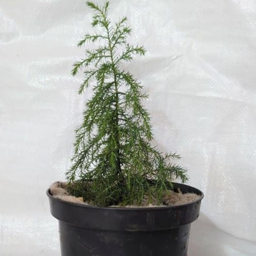 بذور شجرة السرو الكشميري ( Cupressus cashmeriana )