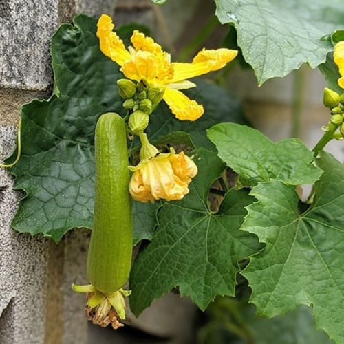 بذور متسلقة الليف - اللوف ( Luffa )