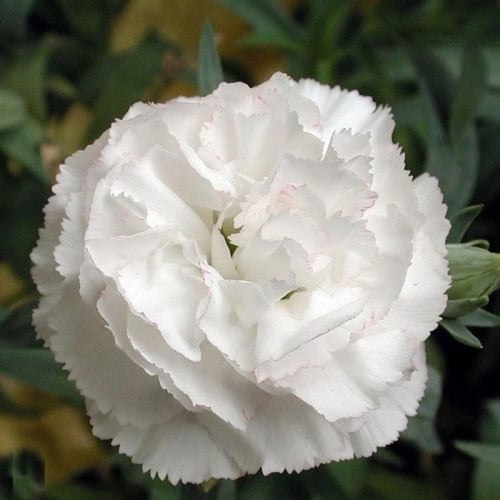 ‫بذور زهرة القرنفل الأبيض ( Dianthus caryophyllus...