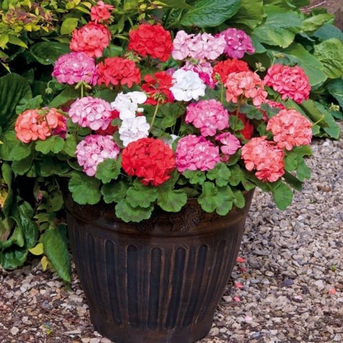 ‫بذور زهرة الجيرانيوم ( geranium palladium )