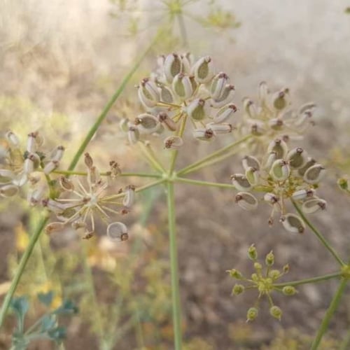 بذور عشبة الحزاء ( Ducrosia anethifolia )