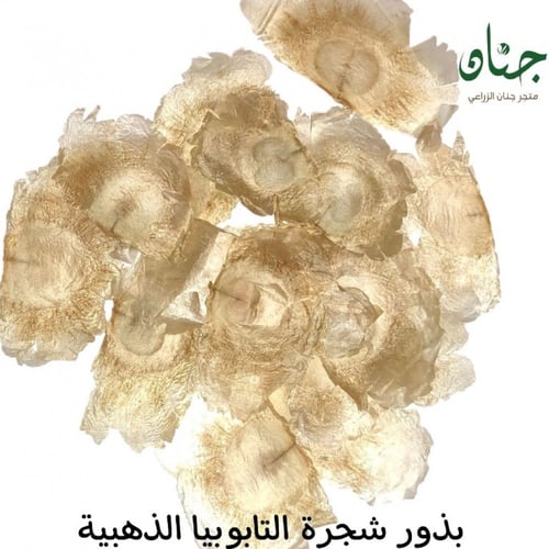 بذور شجرة التابوبيا الذهبية ( Tabebuia aurea )