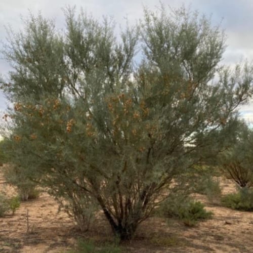 بذور شجرة سنط فيكتوريا ( Acacia victoriae )