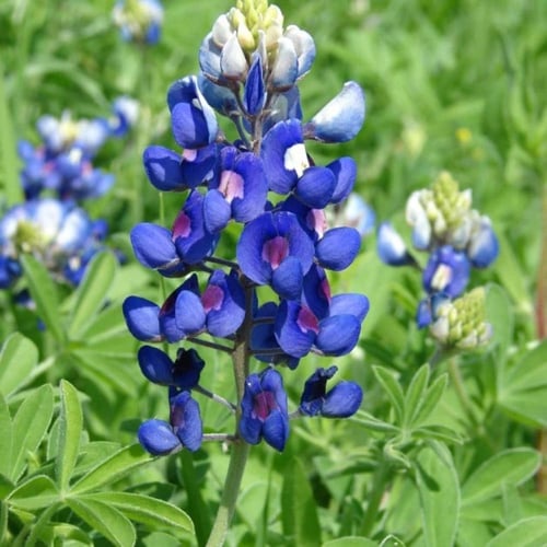 بذور زهور الترمس الازرق ( Lupinus texensis )