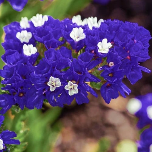 بذور زهرة ستاتيس الزرقاء - ليمونيوم ( Limonium sin...