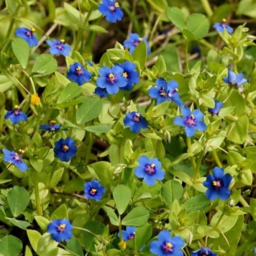 بذور عشبة عين القط ( Anagallis Arvensis )