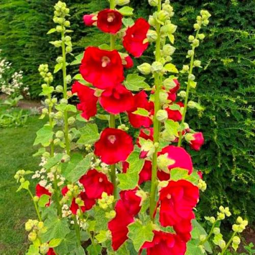 بذور زهرة الختمية الحمراء ( Althaea )
