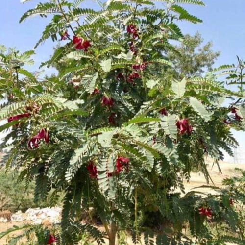 بذور شجرة السيسبان الاحمر ( Sesbania grandiflora )